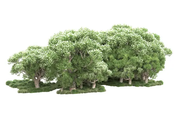 Зеленые Деревья Цветами Изолированы Белом Фоне — стоковое фото