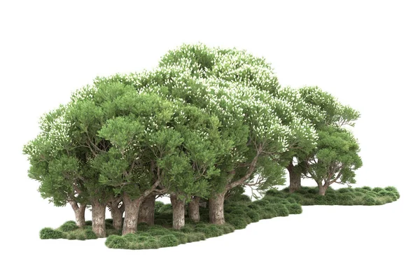 Groene Bomen Met Bloemen Geïsoleerd Witte Achtergrond — Stockfoto