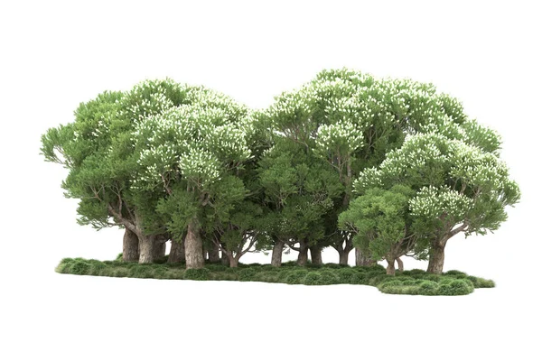 Zielone Drzewa Kwiatami Izolowane Białym Tle — Zdjęcie stockowe