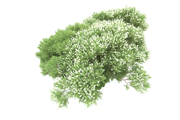 Gröna Träd Med Blommor Isolerade Vit Bakgrund — Stockfoto