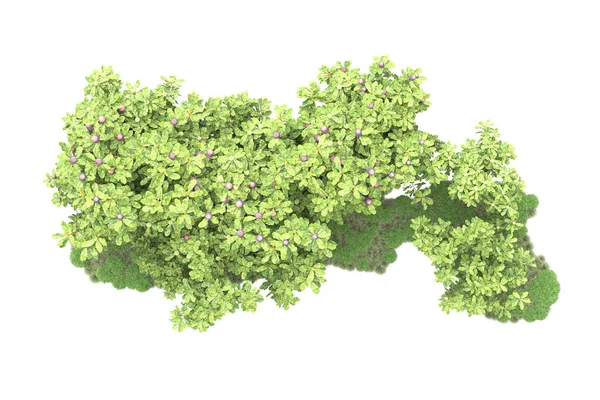 Natuur Flora Concept Realistische Bomen Geïsoleerd Witte Achtergrond Voor Kopieerruimte — Stockfoto