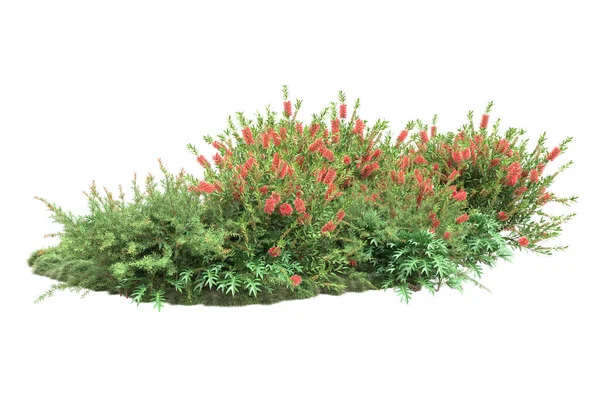 Grüne Pflanzen Blumen Isoliert Auf Weißem Hintergrund — Stockfoto