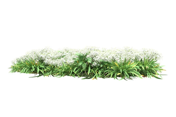 Plantas Verdes Flores Aisladas Sobre Fondo Blanco — Foto de Stock