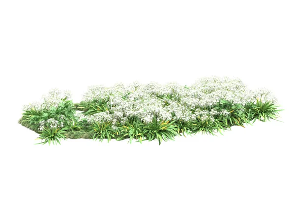 Plantas Verdes Flores Aisladas Sobre Fondo Blanco —  Fotos de Stock