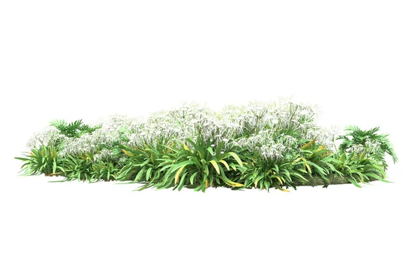 Plantas Verdes Flores Aisladas Sobre Fondo Blanco — Foto de Stock