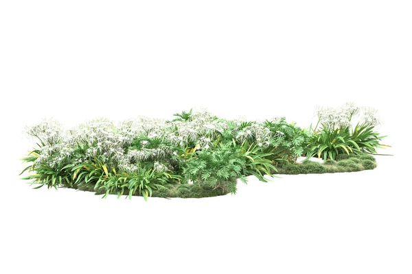 Plantas Verdes Flores Aisladas Sobre Fondo Blanco —  Fotos de Stock