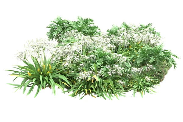 Зелені Рослини Квіти Ізольовані Білому Тлі — стокове фото