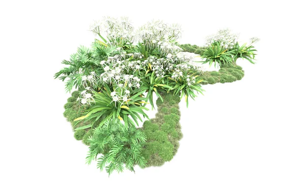 Зелені Рослини Квіти Ізольовані Білому Тлі — стокове фото