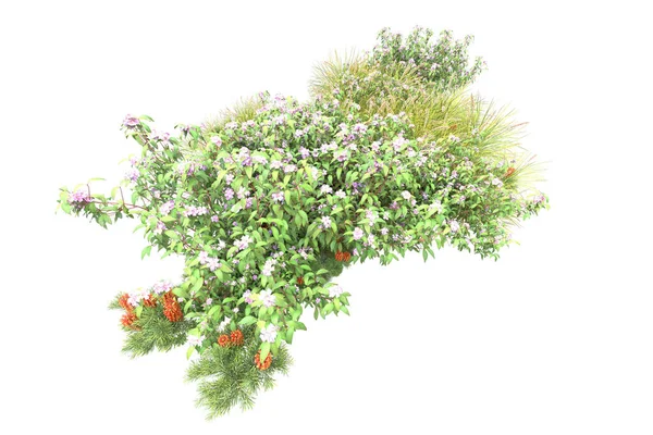 緑の植物 白い背景に隔離された花 — ストック写真