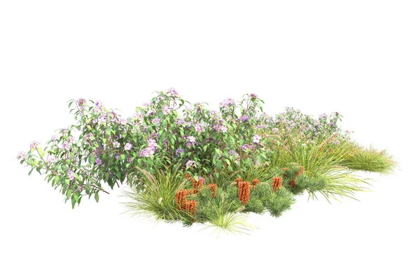 Зеленые Растения Цветы Изолированы Белом Фоне — стоковое фото