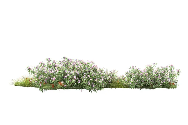 Зеленые Растения Цветы Изолированы Белом Фоне — стоковое фото