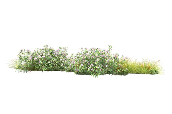 Plantas Verdes Flores Isoladas Sobre Fundo Branco — Fotografia de Stock