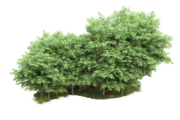 Realistické Lesní Stromy Izolované Bílém Pozadí Ilustrace — Stock fotografie