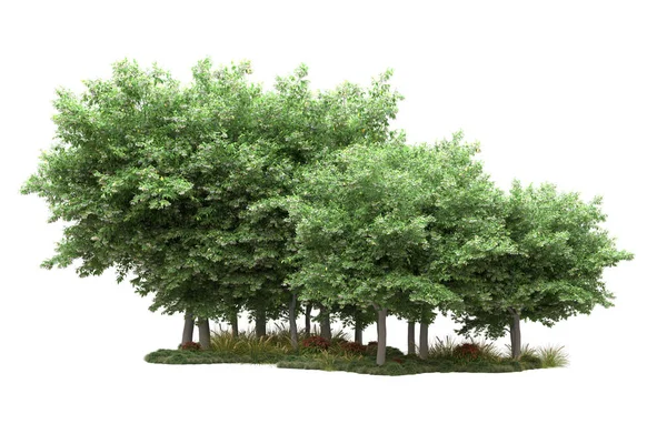 Реалістичні Лісові Дерева Ізольовані Білому Тлі Ілюстрація — стокове фото