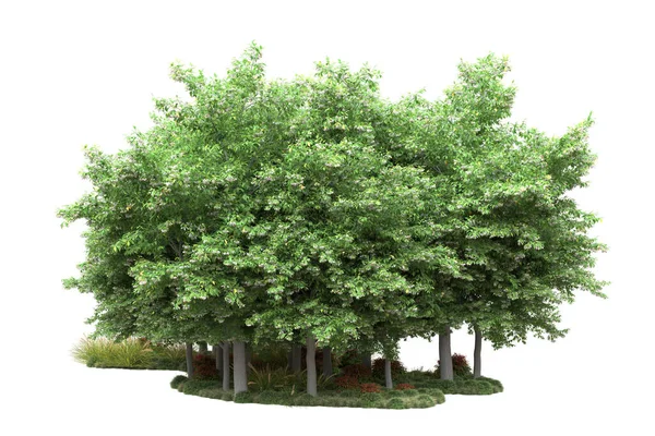 Realistické Lesní Stromy Izolované Bílém Pozadí Ilustrace — Stock fotografie