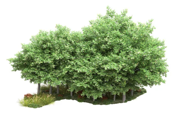 现实的森林树木在白色背景下被隔离 3D说明 — 图库照片