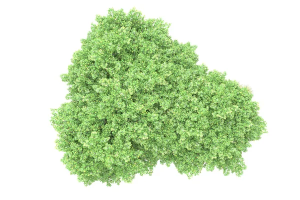 Realistische Groene Bomen Geïsoleerd Witte Achtergrond Park Flora Concept — Stockfoto