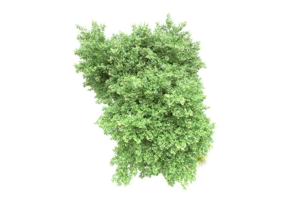 Реалистичные Зеленые Деревья Изолированы Белом Фоне Концепция Парковой Флоры — стоковое фото