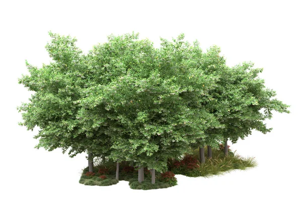 Árboles Forestales Realistas Aislados Sobre Fondo Blanco Ilustración — Foto de Stock