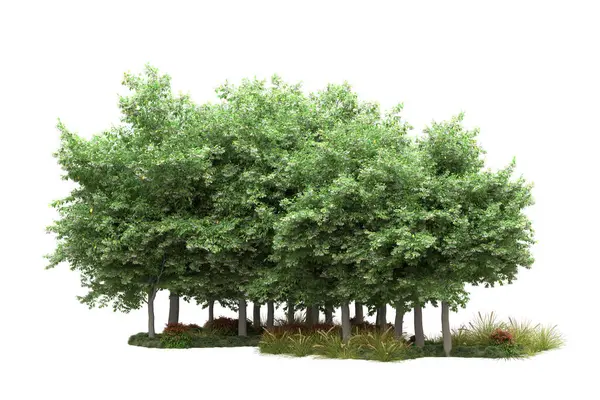 Реалістичні Лісові Дерева Ізольовані Білому Тлі Ілюстрація — стокове фото