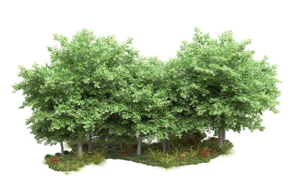 Ilustración Árboles Forestales Realistas Aislados Sobre Fondo Blanco Concepto Flora —  Fotos de Stock