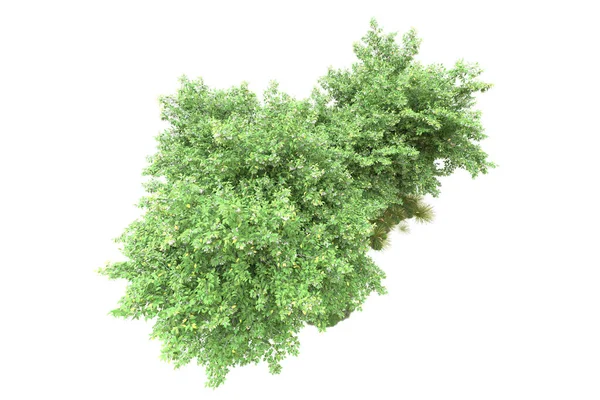 基于白背景 植物区系概念的现实林木的3D解说 — 图库照片
