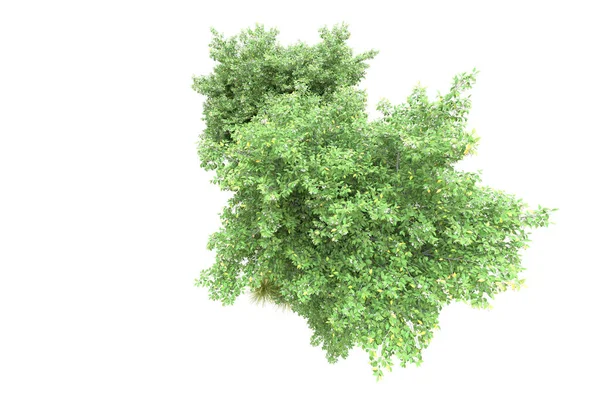 Паркові Дерева Зеленим Листям Ізольовані Білому Фоні Копіювання Простору — стокове фото