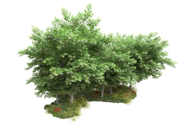 Illustration Realistischer Waldbäume Isoliert Auf Weißem Hintergrund Flora Konzept — Stockfoto