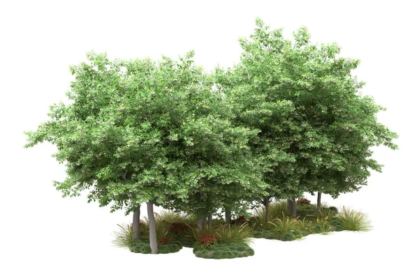 Illustratie Van Realistische Bos Bomen Geïsoleerd Witte Achtergrond Flora Concept — Stockfoto