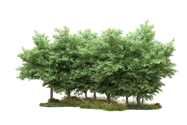 Ilustração Árvores Florestais Realistas Isoladas Fundo Branco Conceito Flora — Fotografia de Stock