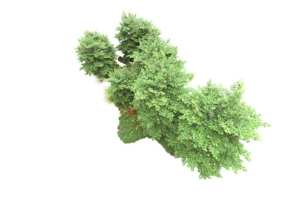 白い背景 フローラのコンセプトに孤立したリアルな森の木の3Dイラスト — ストック写真
