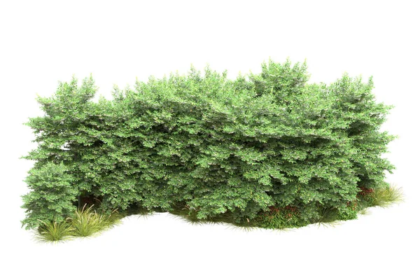 Realistische Grüne Bäume Isoliert Auf Weißem Hintergrund Parkflora Konzept — Stockfoto