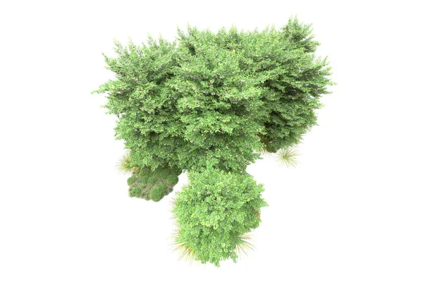 Park Bomen Met Groene Bladeren Geïsoleerd Wit Achtergrond Voor Kopieerruimte — Stockfoto