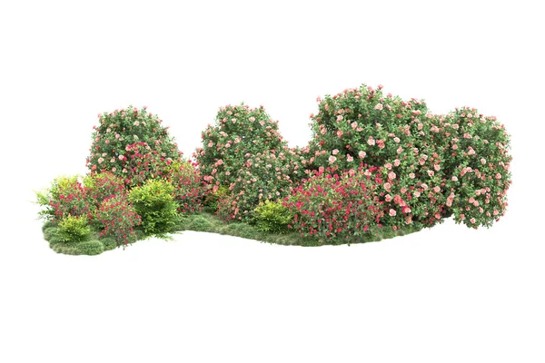 Квіти Кущах Дерева Зеленим Листям Ізольовані Білому Фоні Копіювання Простору — стокове фото