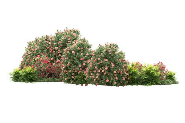Flores Flores Arbustos Árboles Con Hojas Verdes Aisladas Blanco Fondo —  Fotos de Stock
