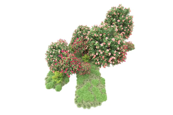 Blomma Blommor Buskar Träd Med Gröna Blad Isolerade Vitt Bakgrund — Stockfoto