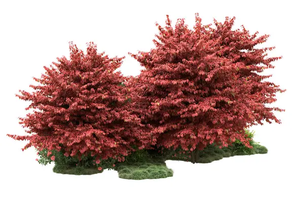 Natur Träd Med Röda Blad Isolerade Vitt Bakgrund För Kopia — Stockfoto