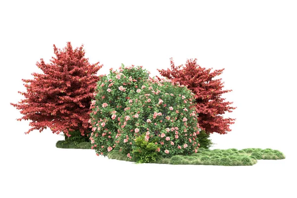Sträucher Mit Blumen Und Waldbäumen Parkflora Isoliert Auf Weißem Hintergrund — Stockfoto