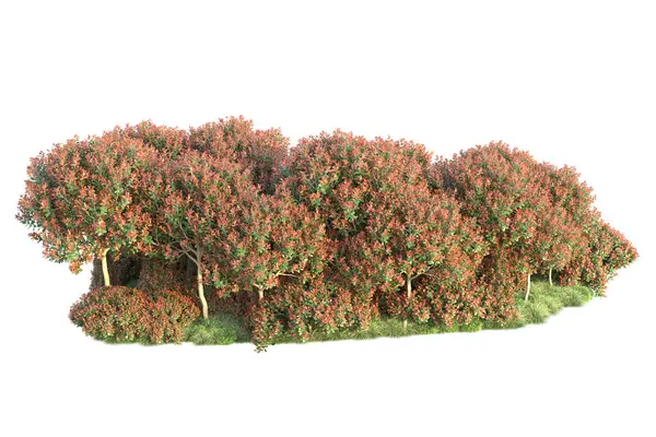 緑と赤の葉を持つ森林の木 白い背景に隔離された公園のフローラ — ストック写真