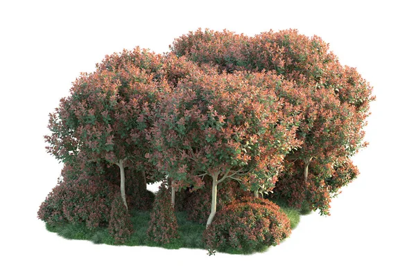 Skogstrær Med Grønne Røde Blader Parkflora Isolert Hvit Bakgrunn – stockfoto