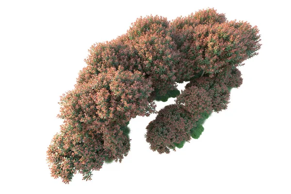 Waldbäume Mit Grünen Und Roten Blättern Parkflora Isoliert Auf Weißem — Stockfoto