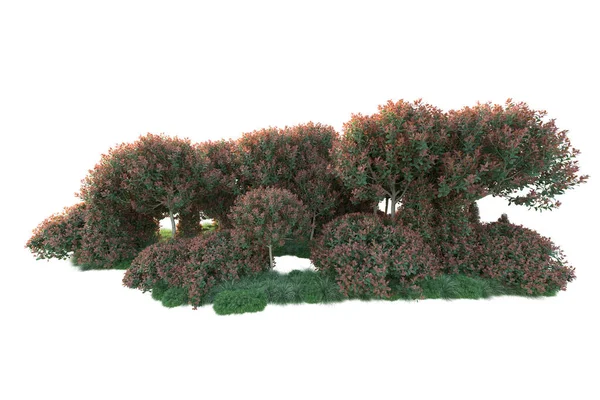 Bos Bomen Met Groene Rode Bladeren Park Flora Geïsoleerd Witte — Stockfoto
