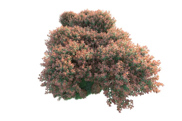 Skog Träd Med Gröna Och Röda Blad Park Flora Isolerad — Stockfoto