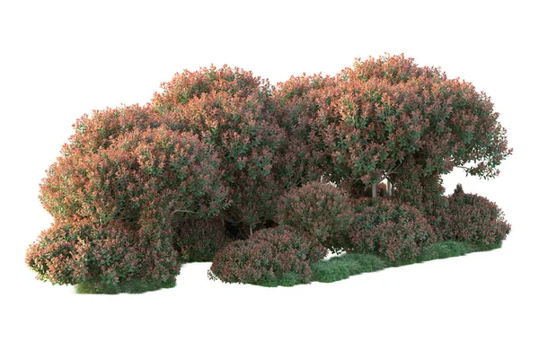 Yeşil Kırmızı Yapraklı Orman Ağaçları Beyaz Arka Planda Izole Edilmiş — Stok fotoğraf