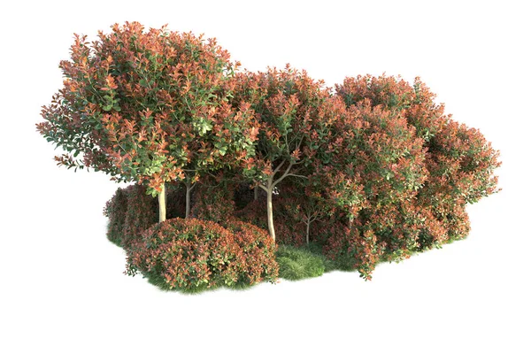 Лісові Дерева Зеленим Червоним Листям Флора Парку Ізольована Білому Тлі — стокове фото