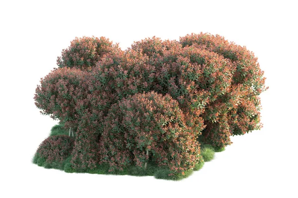 Лісові Дерева Зеленим Червоним Листям Флора Парку Ізольована Білому Тлі — стокове фото