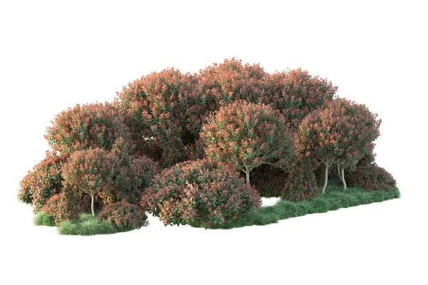 公园树木 绿叶隔离在白色上 背景为复制空间 — 图库照片