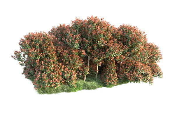 Δασικά Δέντρα Πράσινα Και Κόκκινα Φύλλα Χλωρίδα Πάρκου Απομονωμένη Λευκό — Φωτογραφία Αρχείου