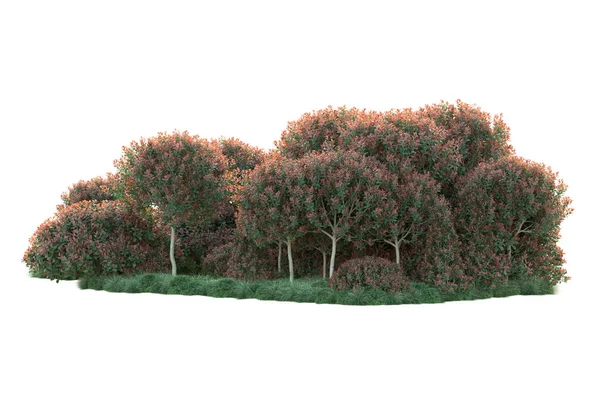 Árvores Floresta Com Folhas Verdes Vermelhas Flora Parque Isolado Fundo — Fotografia de Stock
