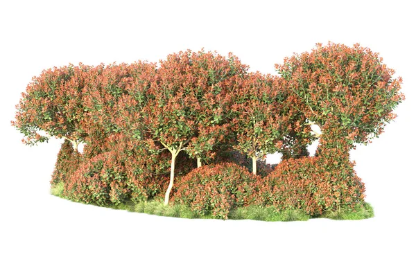 Реалистичные Осенние Деревья Изолированные Белом Фоне Концепция Парковой Флоры — стоковое фото